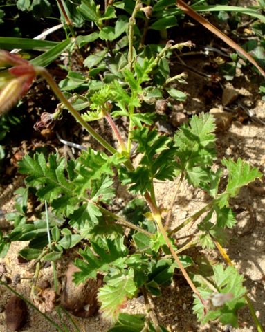 Pelargonium suburbanum subsp. bipinnatifidum leaves